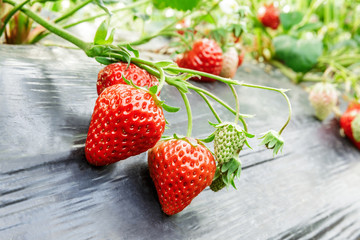 Ripe strawberry fruit grows in the plantation
