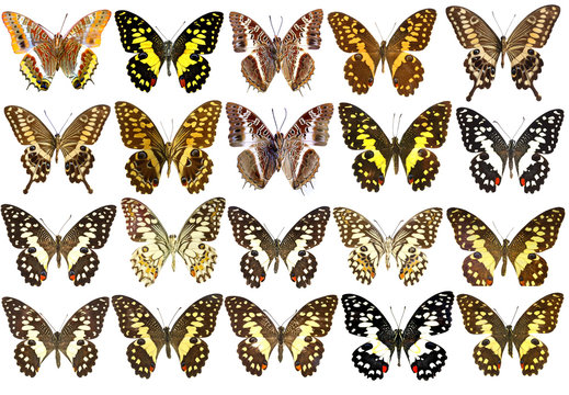Collection of beautiful tropical butterflies isolated on white