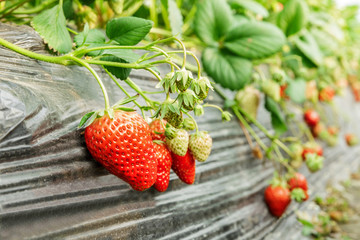 Ripe strawberry fruit grows in the plantation