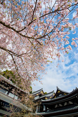 Fototapeta premium cherry blossom