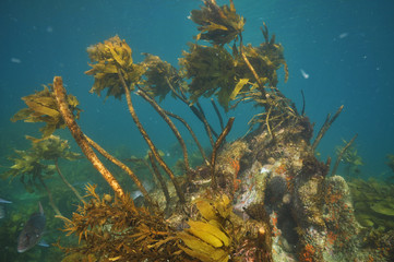Underwater rock with scarce brown kelp dying possibly because of grazing common sea urchin Evechinus chloroticus.