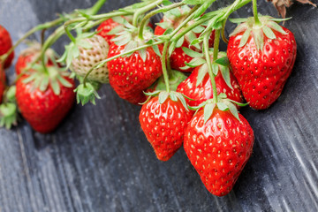 Ripe strawberry fruit grows in the plantation