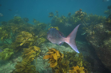 Big australasian snapper Pagrus auratus leaving camera towards rugged rocky reef covered with brown kelp Ecklonia radiata.