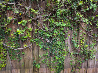 lifestyle vine fence background