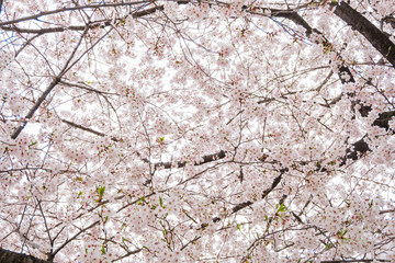 Very Beautiful Cherry Blossom Sakura