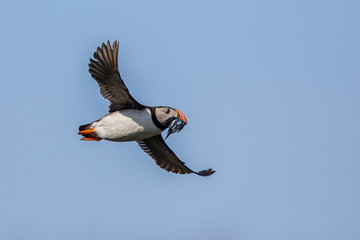 Returning Puffin