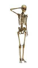 3D Illustration Human Skeleton on White