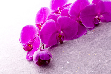 ピンクの胡蝶蘭