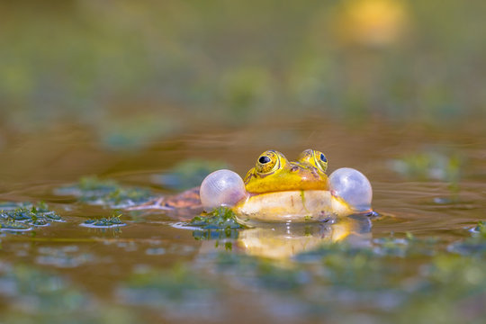 Croaking Pool Frog