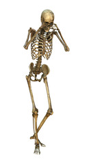 3D Illustration Human Skeleton on White
