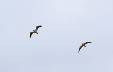 Two seagulls in flight. Portrait of a Seagull flying against cloudy blue sky.