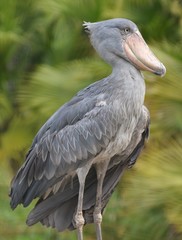 Shoebill Stork (Balaeniceps rex)