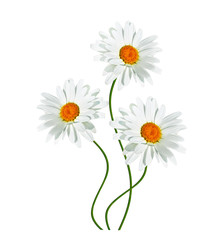 daisies summer white flower isolated on white background.