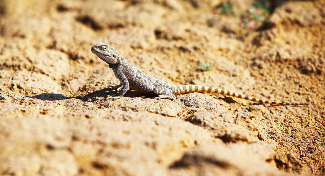 Trapelus sanguinolentus, lizard