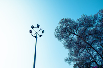 light pole with big tree