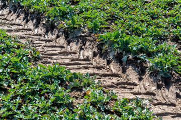 Tractor traces on the field