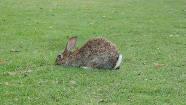 Rabbit chewing grass in the field 4K 3840X2160 UltraHD footage - Hare relaxing outdoor in the garden 4K 2160p UHD video 