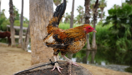 Rooster tied to a post on a Mexican farm