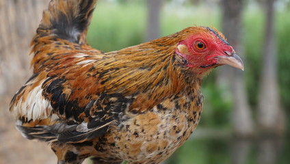 Young rooster stands guard 