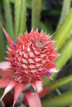 bromeliad pineapple flowering