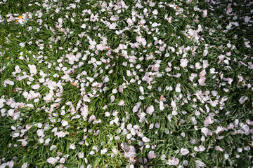 Obraz na płótnie Canvas petal of cherry blossom
