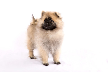 Puppy Pomeranian is standing on a white background