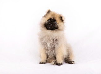 Puppy Pomeranian is sitting on a white background