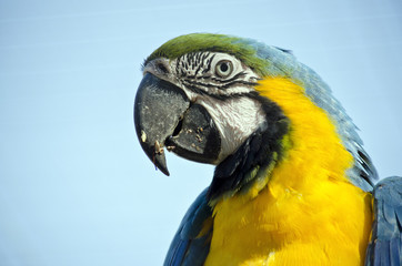 blue and gold macaw