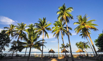 Fototapeta na wymiar Coconut Trees on a Tropical Beach Resort - Donsol, Sorsogon, Philippines
