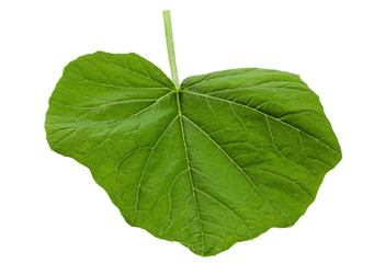 Pumpkin young leaf on white