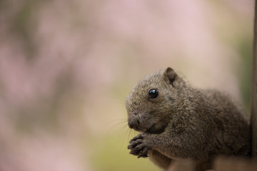 squirrel