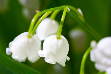 lily-of-the-valley  macro flower