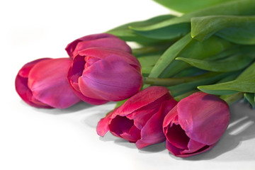 flower tulips close up