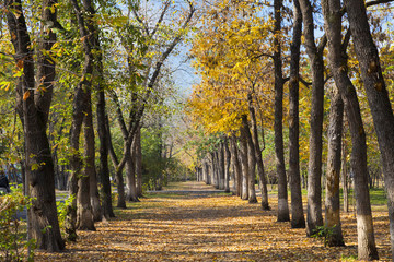 park landscape in autumn