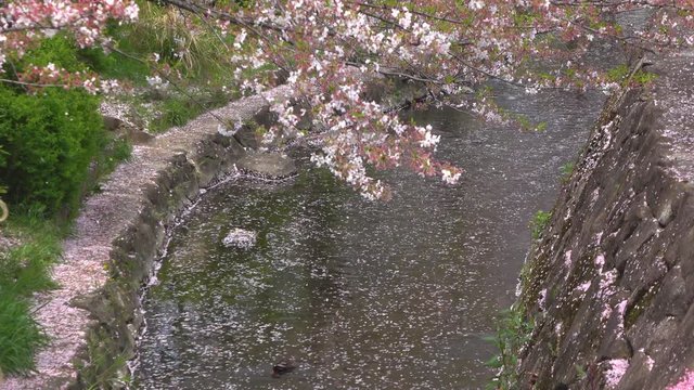 4K・桜の花が散る小川とカモ_4-198