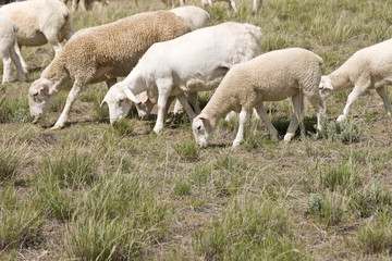 Obraz na płótnie Canvas Sheep and Lambs