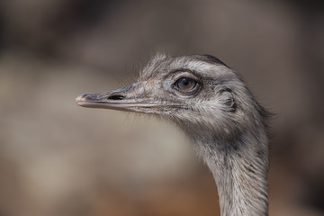 Vogelstrauß