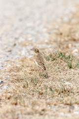 little bird 