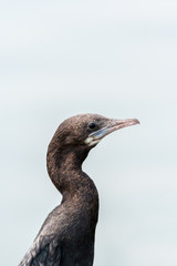 Little cormorant