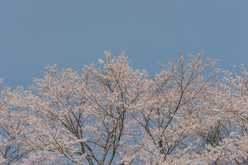 満開の桜