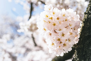 満開の桜