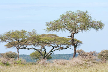 Leopard (Panthera pardus) lies on acacia tree branch in savanna. Serengeti National Park, Great Rift Valley, Tanzania, Africa.
