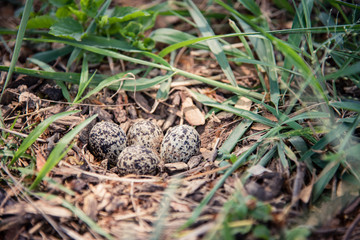 Nest of bird with eggs in the wild