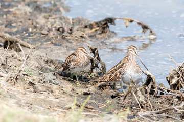 Common snipe