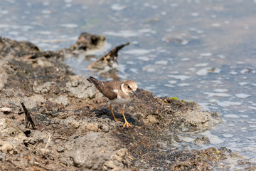 Lesser sand plover