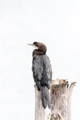 Little cormorant