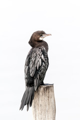 Little cormorant