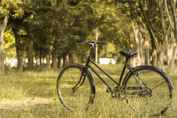 Fototapeta na wymiar Vintage Bicycle, Old bicycle