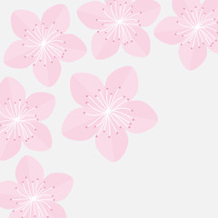 Sakura flowers. Japan blooming cherry blossom Isolated White background Flat design