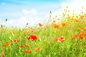 Naklejka premium Landscape with blue sky and red poppies